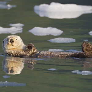 Prince William Sound, Alaska, sea otters play on icebergs at Surprise Inlet, Harriman