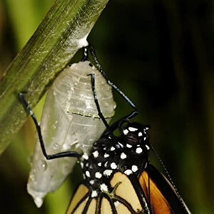 Queen butterfly just emerged from chrysalis, Danaus gilippus, Central Florida garden
