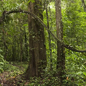 Rain Forest Understory Cocaya River. Eastern Amazon Rain Forest. Border of PERU &ECUADOR