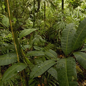 Rain Forest Understory Yasuni National Park Biosphere Reserve Amazon Rain Forest