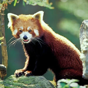 Red Panda (Ailurus