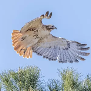 Red-tailed hawk clipping the trees