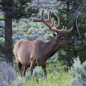 Rocky Mountain Bull Elk, Spring Velvet Antlers