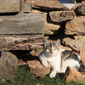 Romania Maramures County, Dobricu Lapusului. Cat leaning against stone wall
