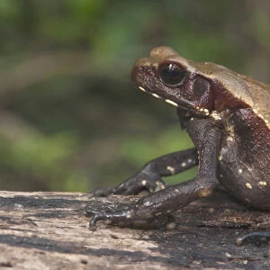 Smooth-sided Toad (Rhaebo guttatus ) Rain Forest Iwokrama Reserve