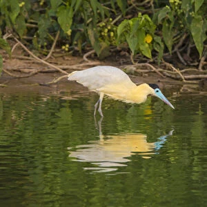 South America. Brazil. A capped heron (Pilherodius pileatus) wades along a lakeshore