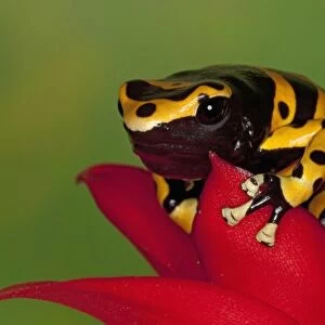 South America, Venezuela. Close-up of orange-banded poison dart frog on flower