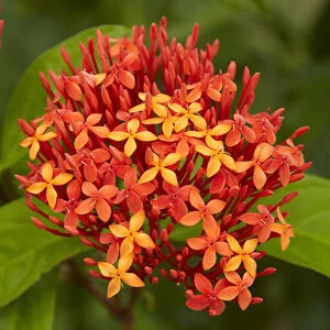 Tropical flower, Coral Coast, Viti Levu, Fiji, South Pacific