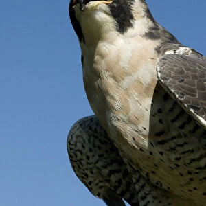 U. S. Virgin Islands, St. Croix: rescued American Peregrine falcon ( Falco peregrinus )