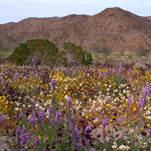 USA, California, Desert Wildflowers in Joshua Tree National Park