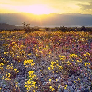 USA, California, Wildflowers in Death Valley National Park, CA