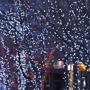 USA, Colorado, Aspen, Christmas lights on trees, Mill Street Mall