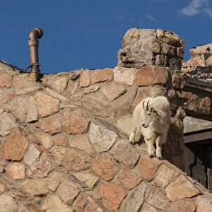 USA, Colorado, Mt. Evans. Mountain goat climbing on abandoned building. Credit as