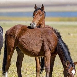 USA, Colorado, San Luis. Wild horses close-up