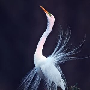 USA, Florida, Venice, Venice Rookery. Great white egret courtship display at sunrise