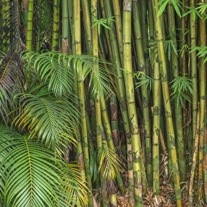 USA, Hawaii, Big Island of Hawaii. Bamboo is invasive to the Hawaiian Islands