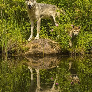 USA, Minnesota, Pine County. Wolf and pup reflect in pond