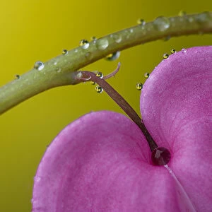 USA, Pennsylvania. Close-up of bleeding heart flower on stem with rain drops. Credit as