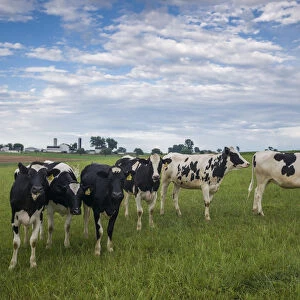 USA, Pennsylvania, Ronks. cows