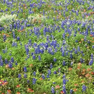 USA, Texas. Mix of wildflowers in Llano County