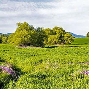 USA, Washington State, Palouse wheat fields and dollar plant in bloom near Pulman
