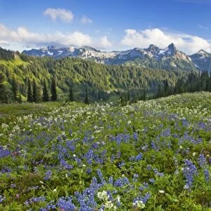 Wildflower meadows at Paradise with Tatoosh Range in background in Mount Rainier