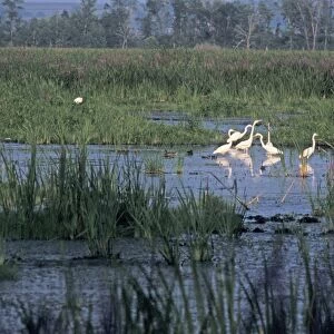 Great egrets in a Wisconsin wetland