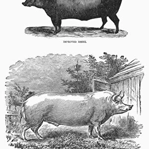 ENGLISH BREEDS OF PIGS. Improved Essex (top) and Berkshire hog (bottom). Wood engravings, English, mid-19th century
