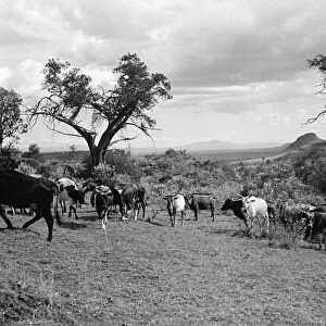 KENYA: CATTLE, 1936. Cattle in a clearing in the Rift Valley near Lake Naivasha, Kenya