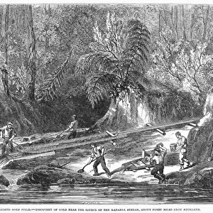 NEW ZEALAND: GOLD MINING. Discovery of gold near the source of the Kapanga stream, about 40 miles from Auckland, New Zealand. Wood engraving, English, 1853