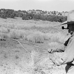 WELL WITCHING, 1940. A cowboy searching for water with a forked stick (dowsing
