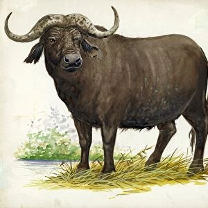 African or Cape buffalo Syncerus caffer, illustration
