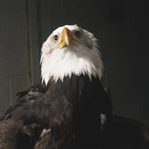 Bald Eagle (Haliaeetus Leucocephalus), looking at camera, front view