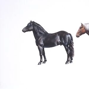 Two bardigiano horses (Equus caballus), illustration