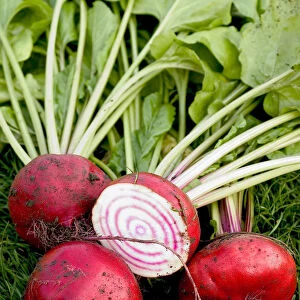Beetroot Chioggia Pink, whole and sliced, on grass