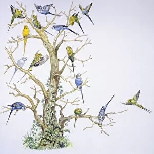 Birds: Psittaciformes, Budgerigar (Melopsittacus undulatus) on tree, illustration