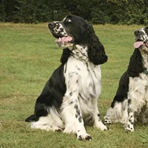 Two black and white English Springer Spaniel dogs sitting on grass, looking to side