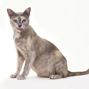 Blue Tortie Burmese sitting with tongue sticking out