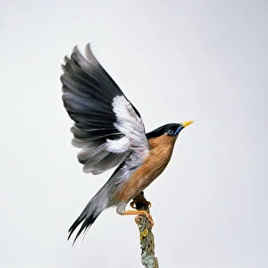Brahminy Myna or Brahminy Starling (Sturnia pagodarum) perching on branch with wings raised in preparation for flight
