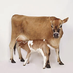 Brown cow (Bos taurus) standing, looking at camera, with brown-white calf suckling for milk