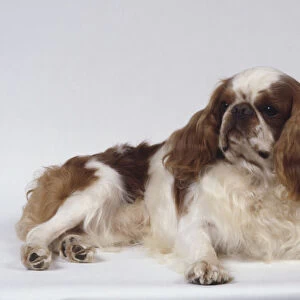 Brown and white King Charles Spaniel dog lying down