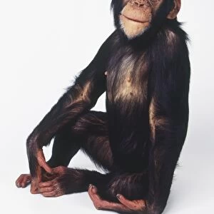 Chimpanzee (Pan troglodytes) sitting upright, looking at camera