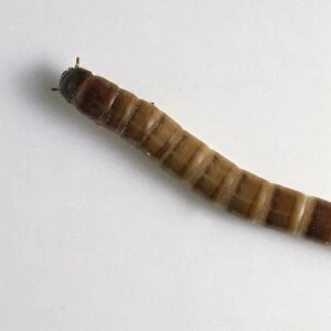 Confused Flour Beetle (Tribolium confusum) caterpillar
