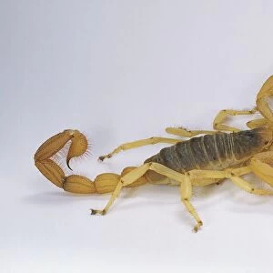 Fat-tailed scorpion (Androctonus amoreuxi), side view