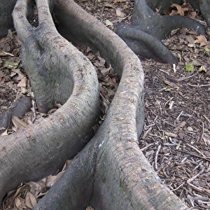 Fig tree exposed roots in Auckland, New Zealand
