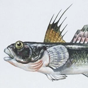 Fishes: Perciformes Gobiidae, Black goby (Gobius niger), illustration