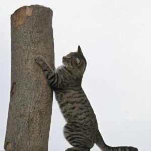 Grey-brown tabby shorthair cat scratching its claws on a log