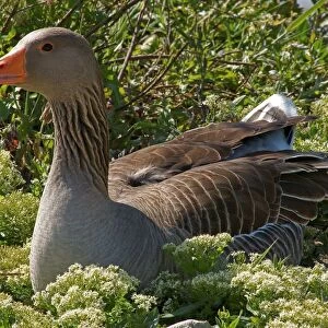 Greylag Goose. Anser Anser. Camargue. France