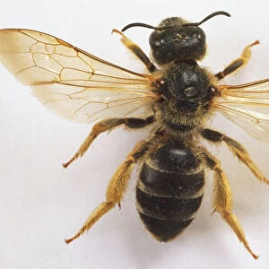 Halictus quadricinctus, sweat bee, close up