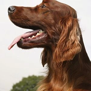 Headshot of Irish Setter dog, mouth open, tongue out, side view
